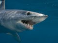 Blue & Mako Shark Dive